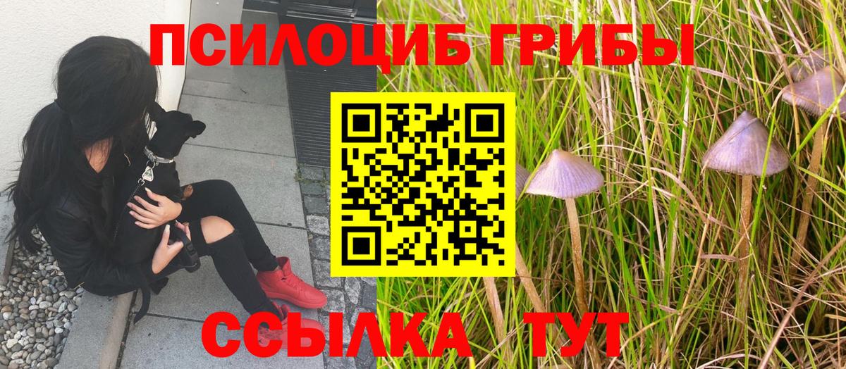 Псилоцибиновые грибы Psilocybine cubensis Мытищи